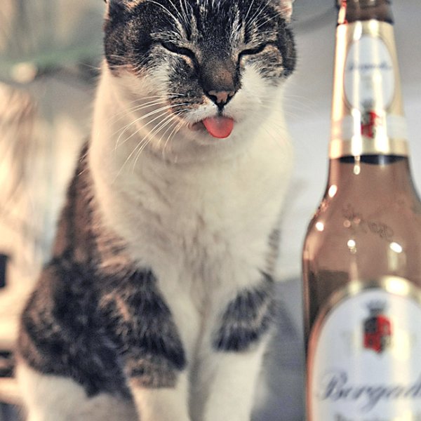 Katze nach einem Bier.jpg