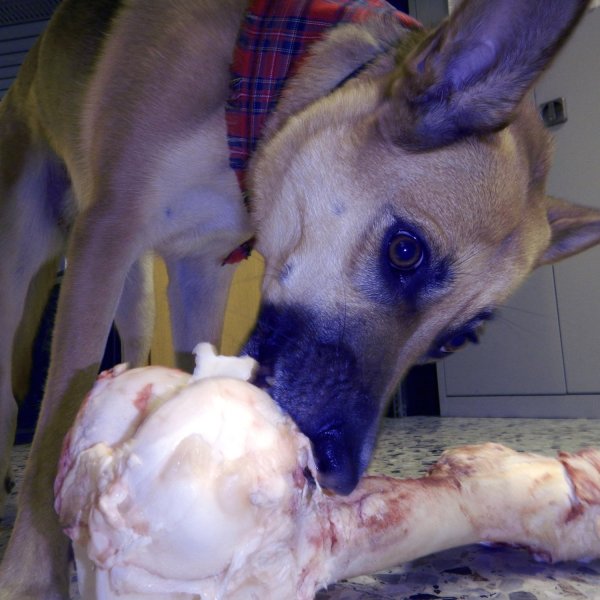Knochen mit Hund.jpg