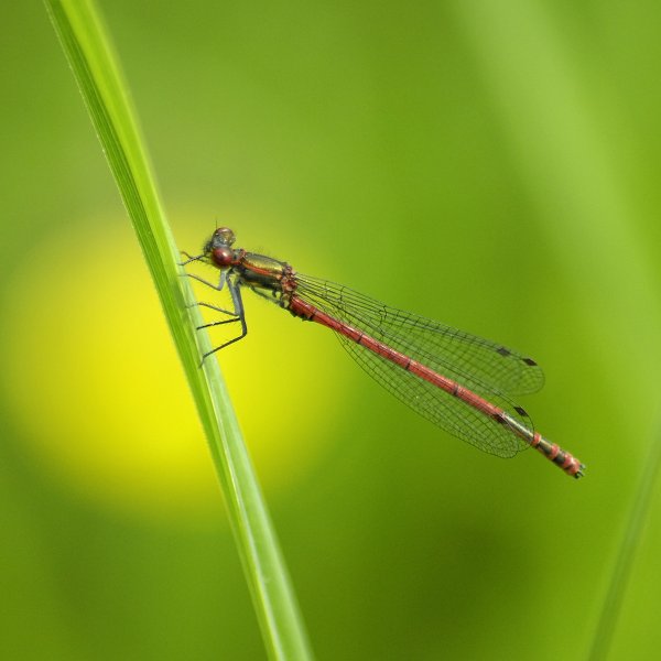 libelle 001.jpg